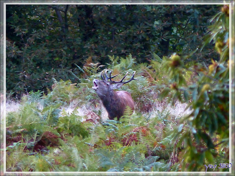 Derniers soubresauts pour le brame du cerf - Lartigau - Milhas - 31