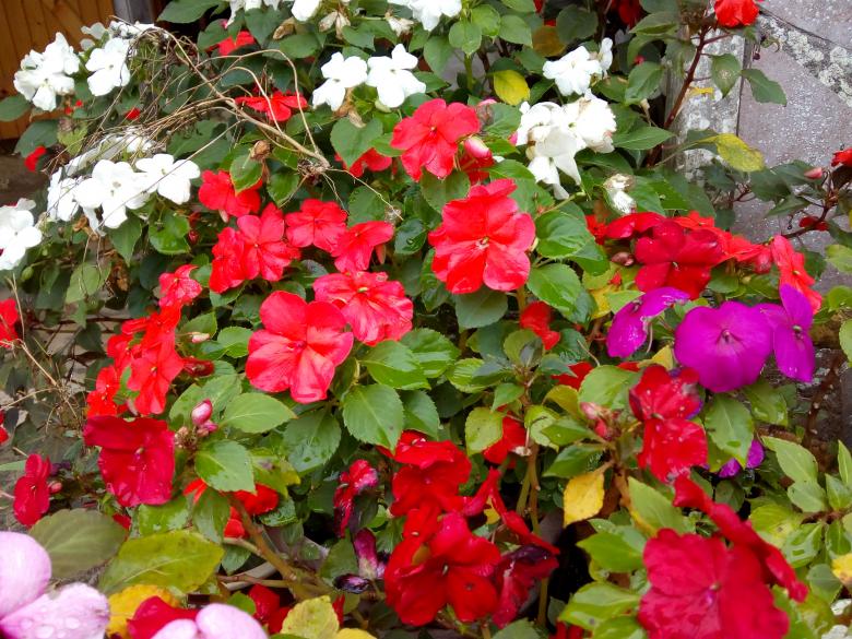 Jeudi dernier dans mon jardin