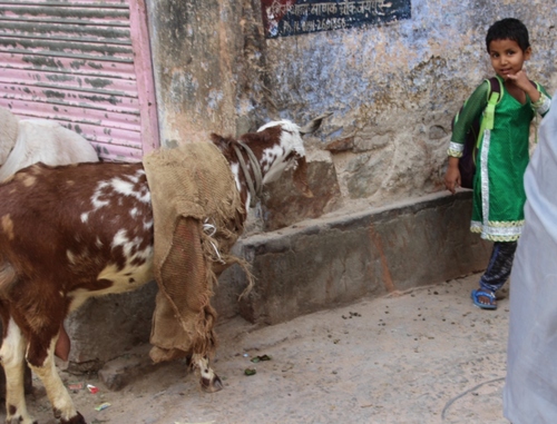 Dans les rues de Jaipur, suite