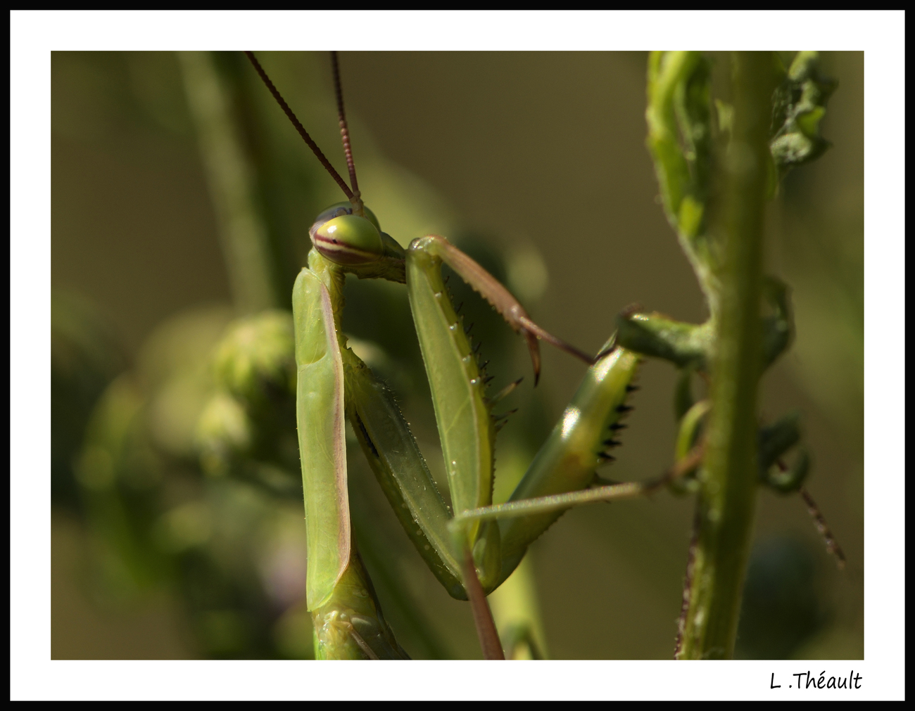 Mantes religieuses