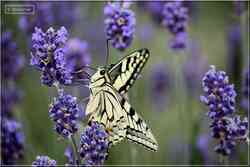 Le Machaon Grand porte-queue Papilio machaon Papilionidae