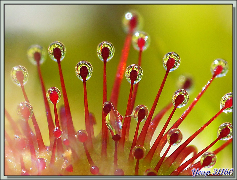 Macros de feuilles de Droseras (du grec droseros, couvert de rosée) ou Rossolis (du latin ros solis, rosée du soleil) - Étangs de Bassiès - Vicdessos - Auzat - 09 