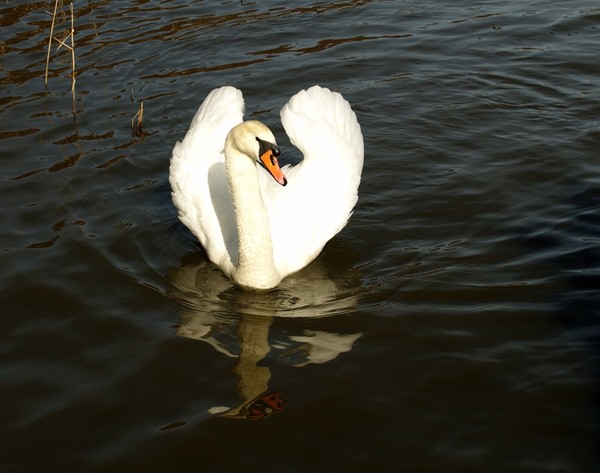 LES CYGNES MAJESTUEUX !!!