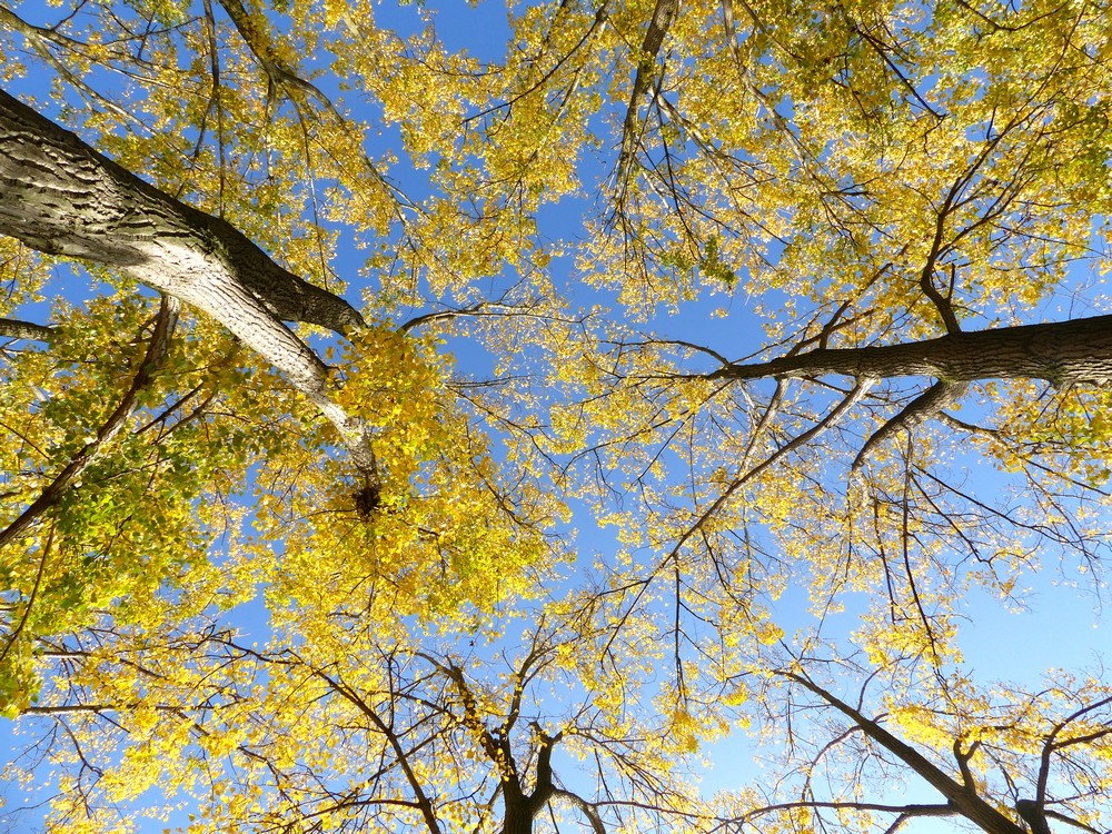 Les dernières couleurs ? 