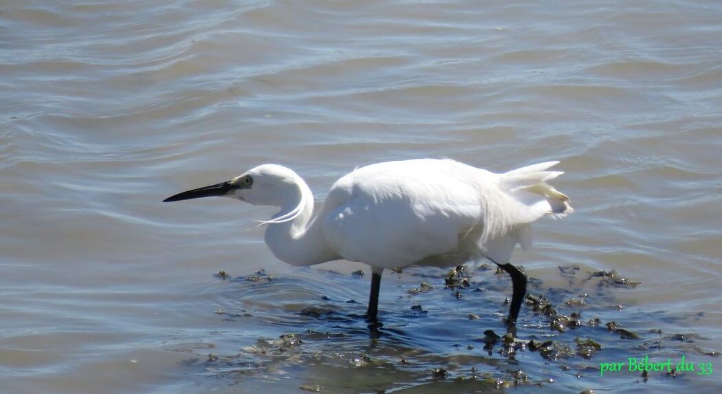 Mouette et ...