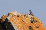 Oiseaux
