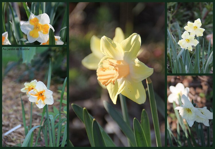 Narcisses à gogo 