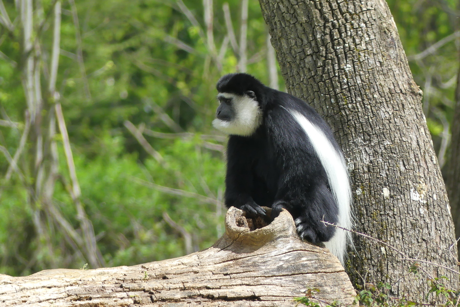 La vallée des singes,2