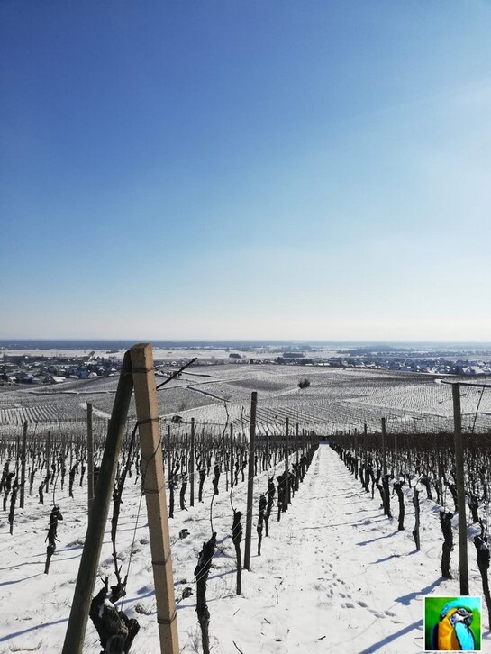 Un 10 février en Alsace, dans les vignes.