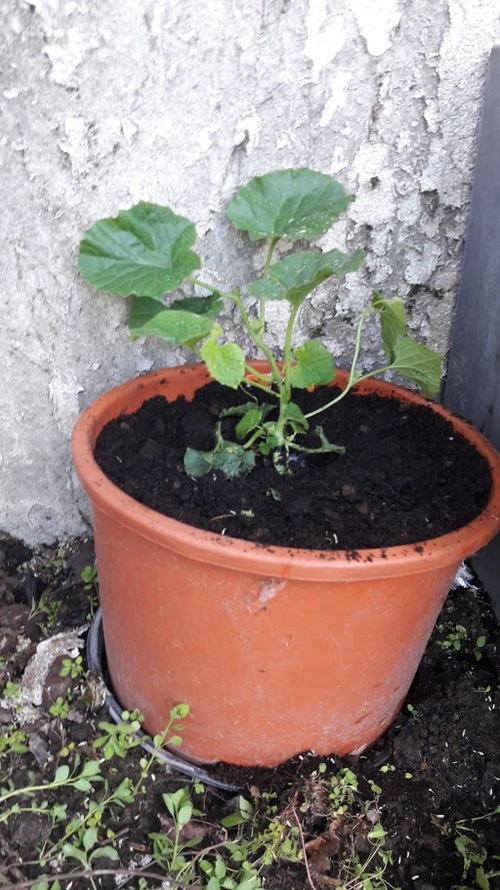 Potager ou Pote agé