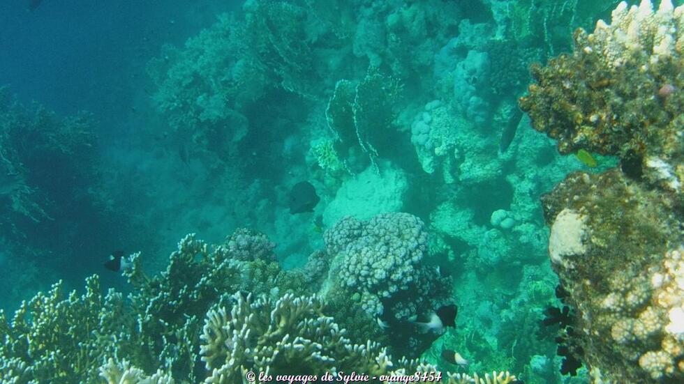 MARSA ALAM ÉGYPTE POISSONS 