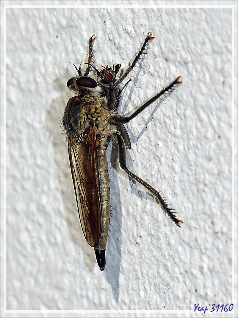 Asilide prédateur "Mouche à moustaches" et sa proie - La Couarde-sur-Mer - Île de Ré - 17