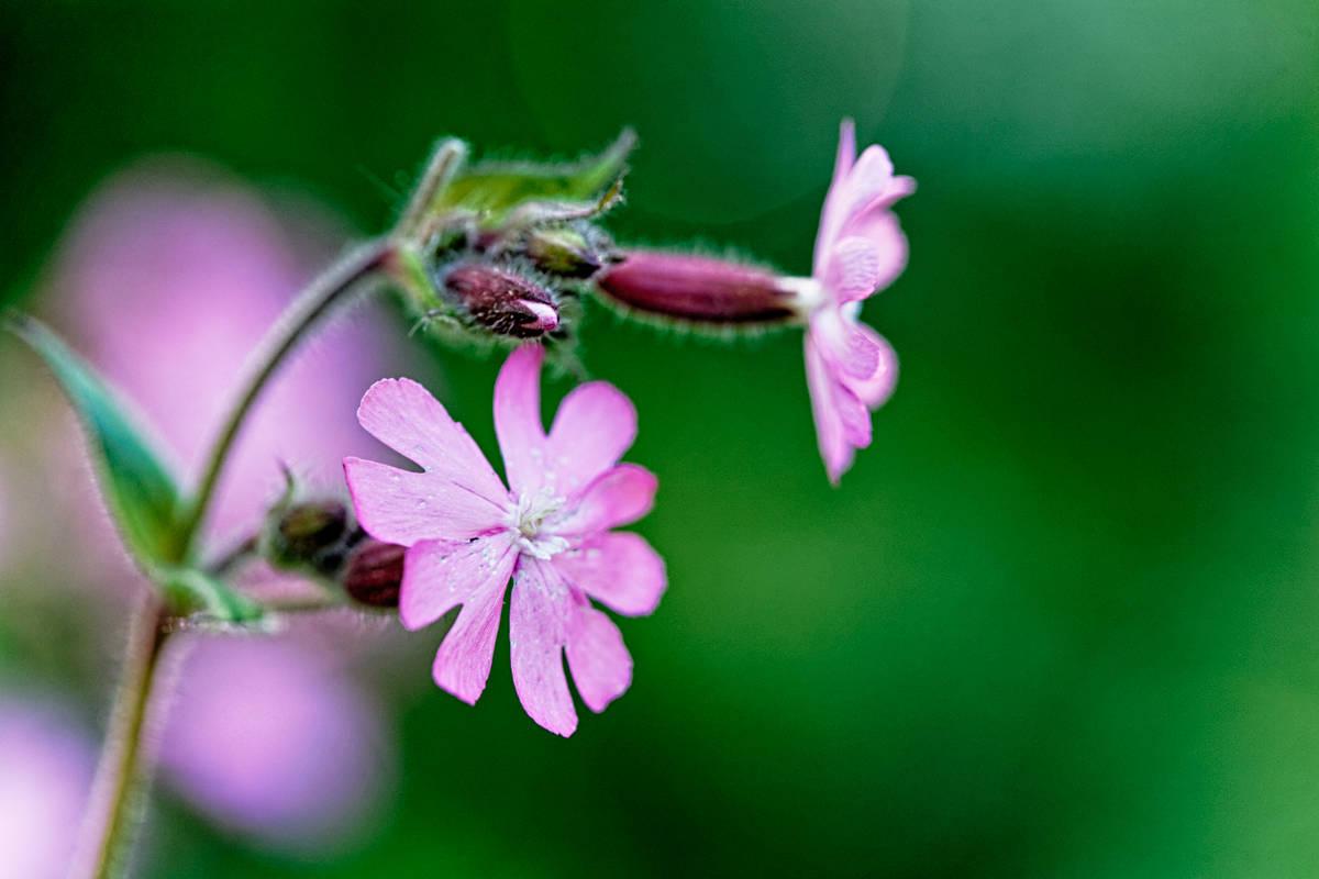 Le Jardin de Liliane en mai