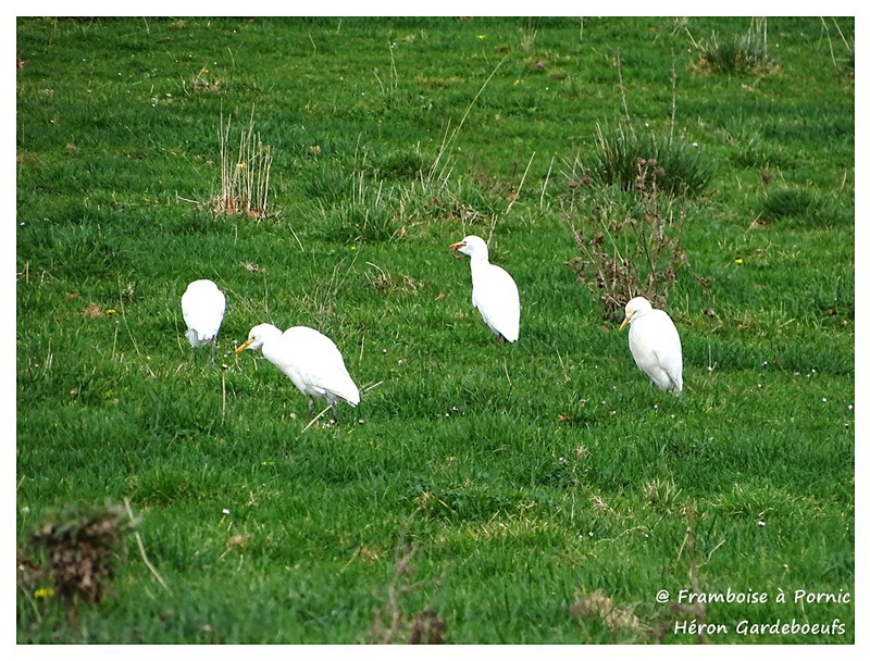 Héron Garde-boeufs ou Aigrette pique-boeufs