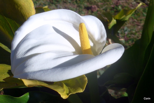 Souvenir d'une belle fleur : l'arum !
