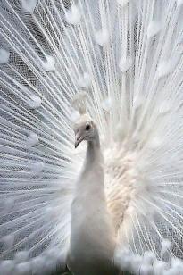 white peacock