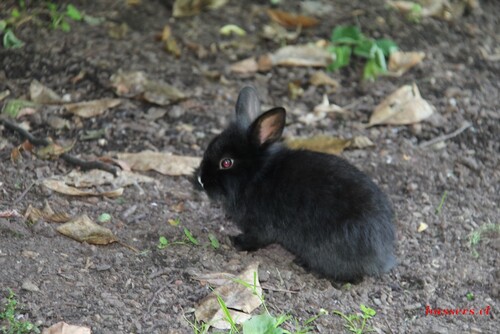 animaux du parc de la boverie