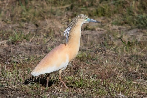 CRABIER CHEVELU