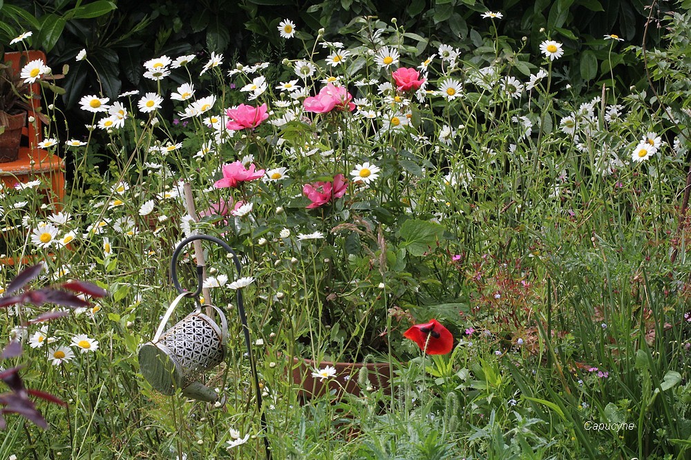 Roses et compagnie