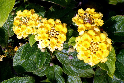 Fleurs du lantana 