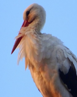 La preuve par une belle cigogne de passage 1...27.08.2022...