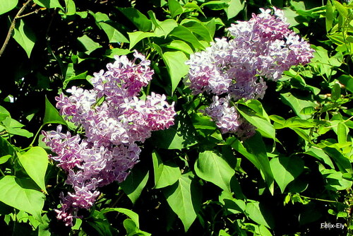 Arbuste à fleur : le lilas (syringa vulgaris)
