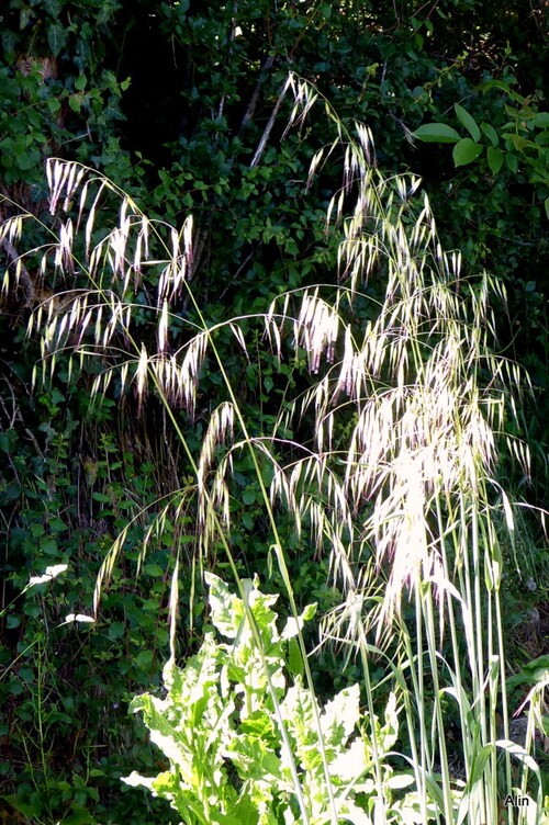 Des herbes sauvages