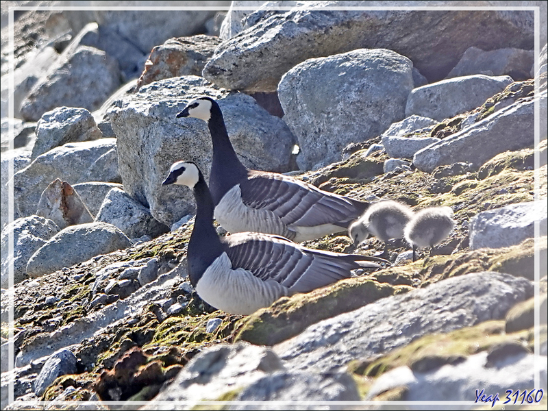 Quelques oiseaux de l'île Ytre Norskoya - Svalbard - Norvège