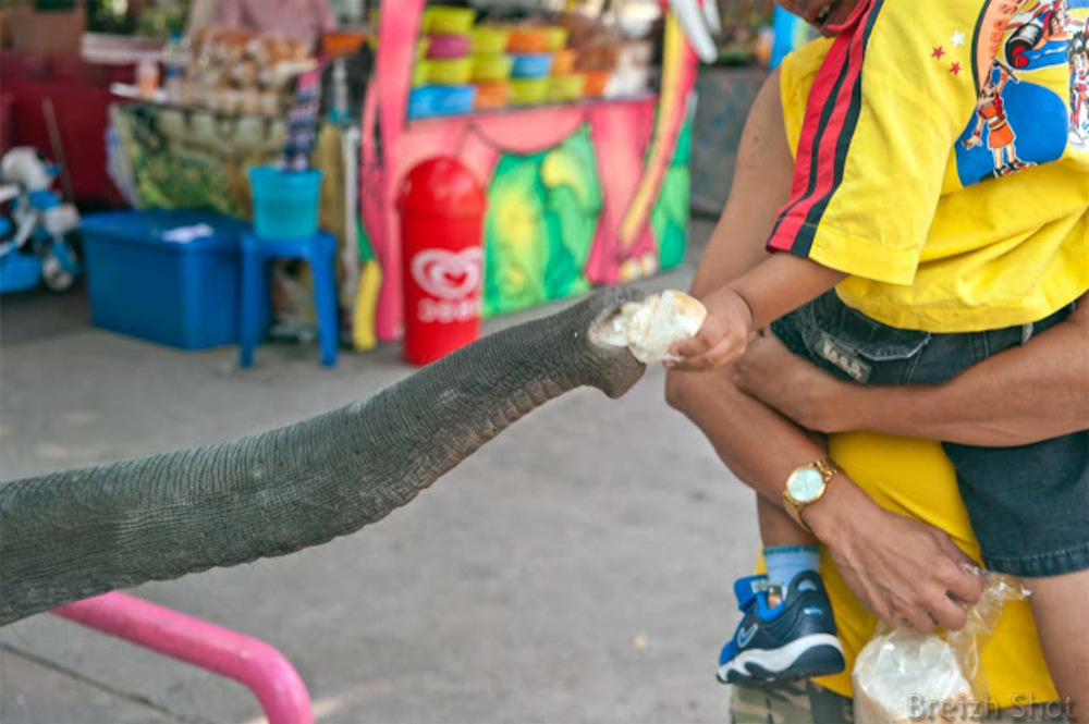  Dusit, un zoo au coeur de Bangkok - Partage entre un éléphanteau et le bambin