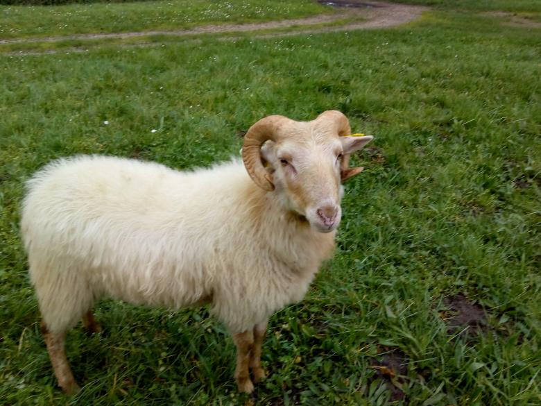 des Moutons a Sanches (Preignac) Gironde
