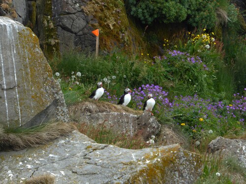 De Laugarhóll à Laugarhóll via Grímsey