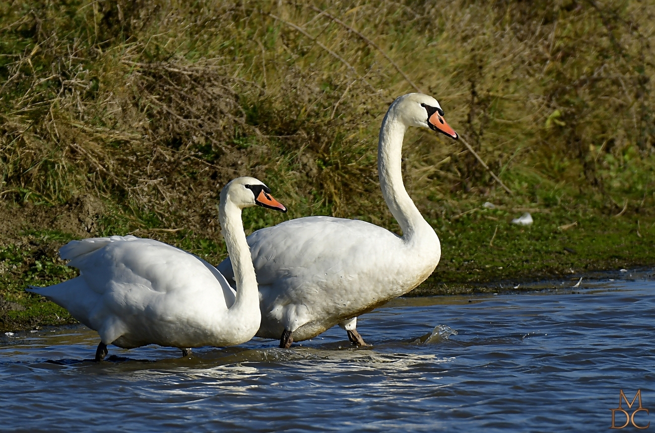 Cygne tuberculé