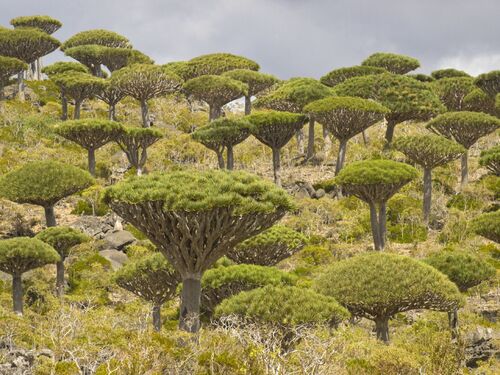 Archipel de Socotra