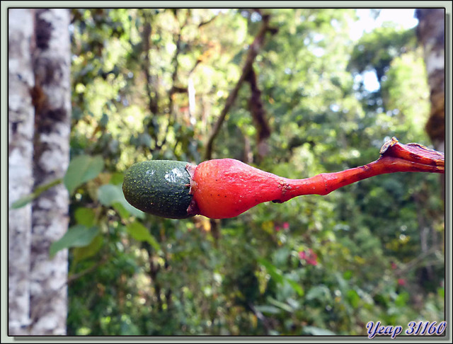 Blog de images-du-pays-des-ours : Images du Pays des Ours (et d'ailleurs ...), L'avocat sauvage: le mets préféré du quetzal - San Gerardo de Dota - Costa Rica