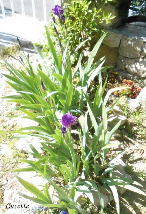 Un petit tour dans mon jardin