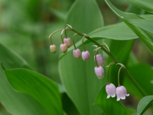 Le temps du muguet .