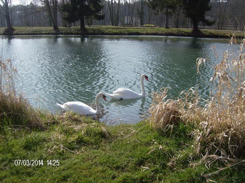 Cygne Saint Colombe