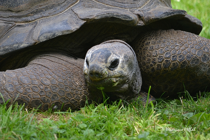 Ménagerie du Jardin des Plantes : Périclès tortue des Seychelles