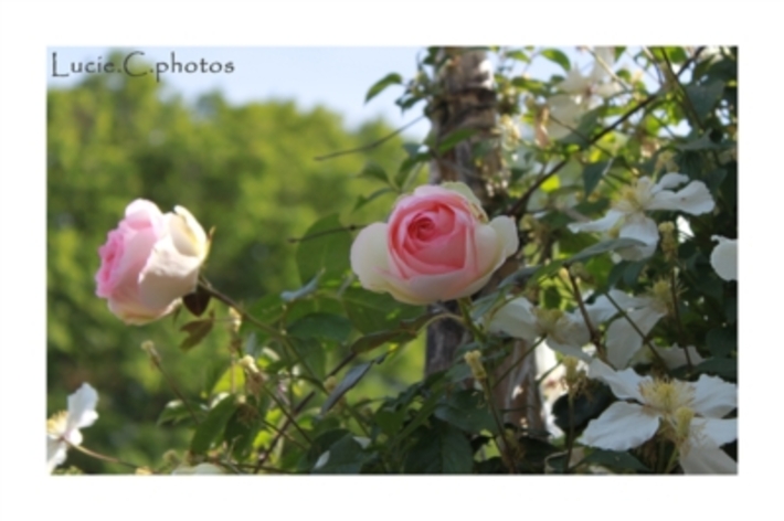 Blog de jephotographie :jephotographie, rose pierre de ronsard