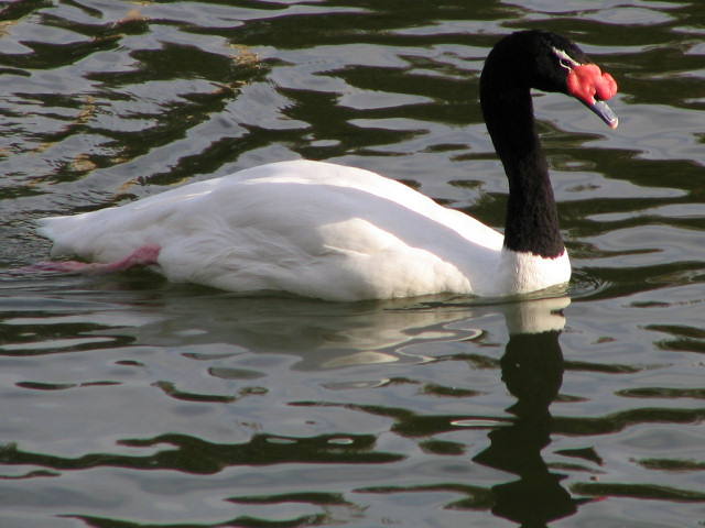 RÃ©sultat de recherche d'images pour "image cygne le cou noir"