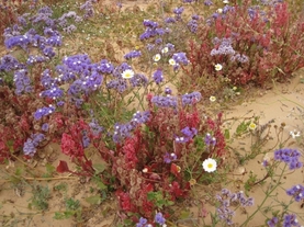 443 Sahara Occidental Désert fleuri
