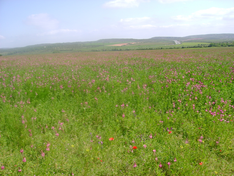 RANDONNEE DANS LES CAUSSES DU LARZAC .