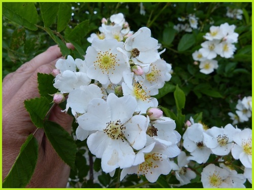 'Rosa Multiflora'