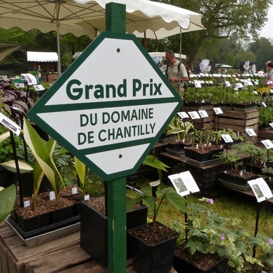 Journée des plantes des Chantilly : retour en images sur l'édition de printemps...