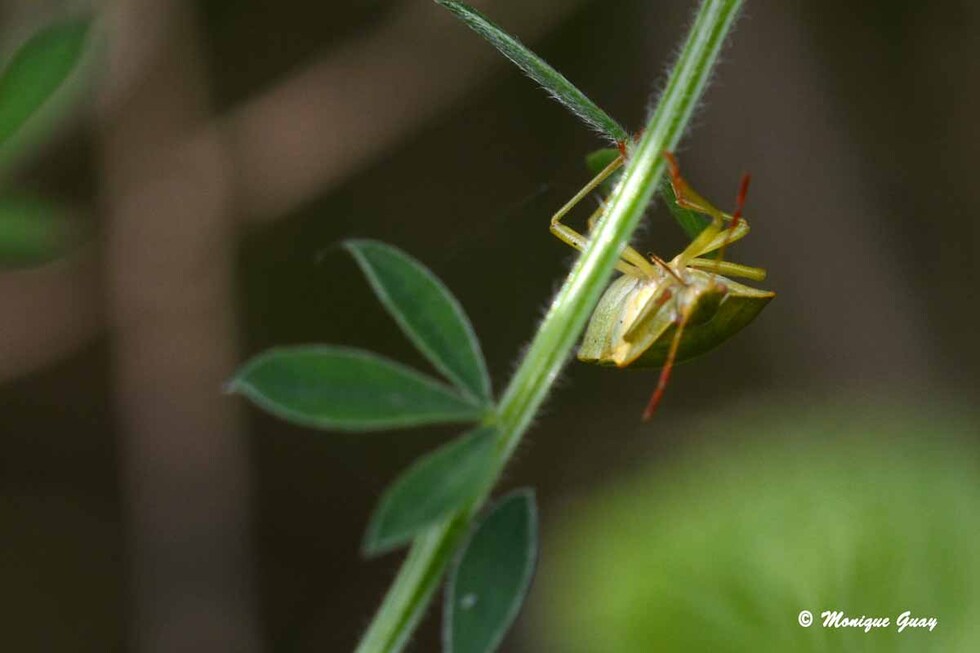 Insectes en zoom