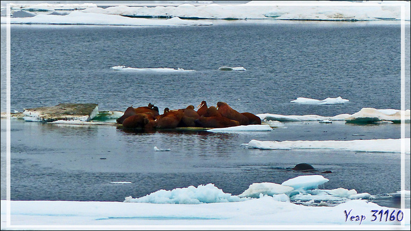 L'après-midi, la recherche des morses reprend en bordure de la banquise, et vers 15 heures, bingo ! - Mer des Tchouktches - Alaska