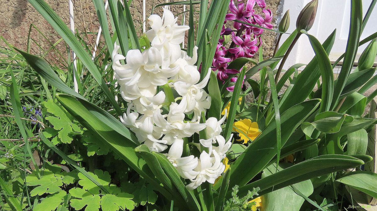 Nos fleurs du jardin 