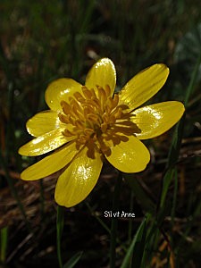 Ficaire, ranunculus ficaria