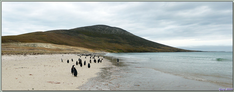 Vu la température ambiante, seuls les manchots profitent de cette belle plage... - Saunders Island - Falkland Islands, Iles Malouines, Islas Malvinas