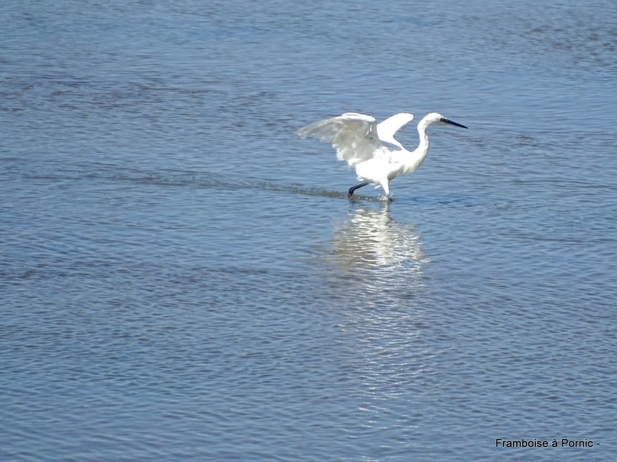 Oiseaux du Marais Mullembourg à Noirmoutier 2019